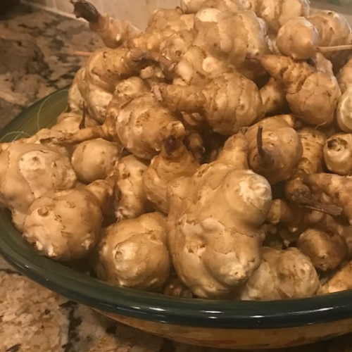 What is a Sunchoke?