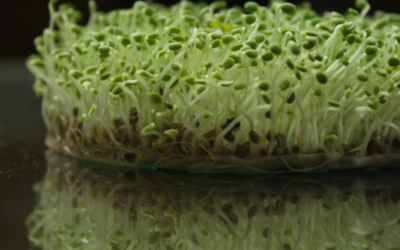 Want Fresh Superfoods in Just 4 Days? Try This!